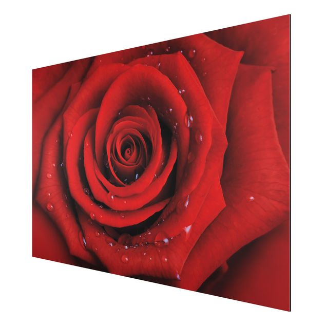 Wandbilder Blumen Rote Rose mit Wassertropfen