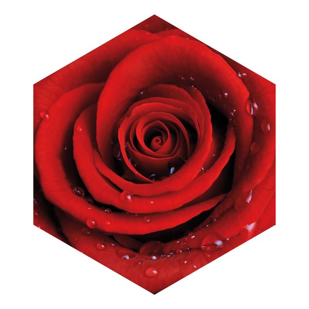 Fototapeten Braun Rote Rose mit Wassertropfen