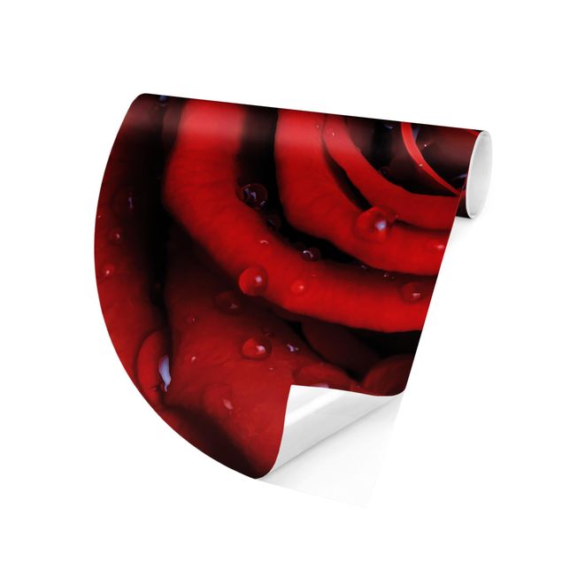 moderne Fototapete Rote Rose mit Wassertropfen