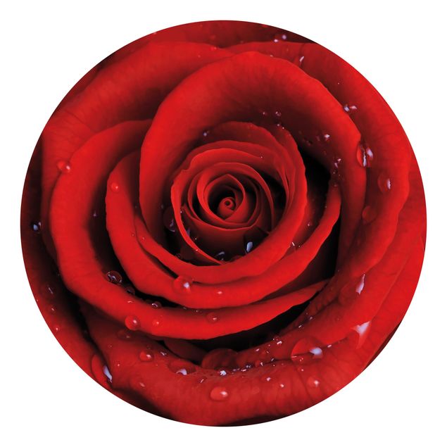 Fototapete Blumen Rote Rose mit Wassertropfen