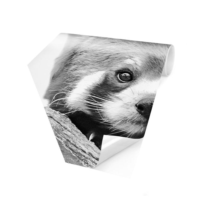Fototapeten Rosa Roter Panda in Schwarz-weiß