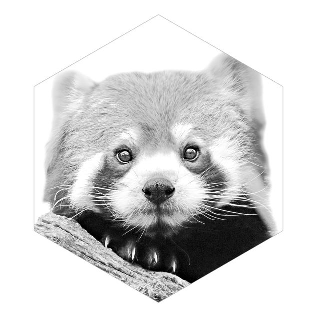Monika Strigel Bilder Roter Panda in Schwarz-weiß