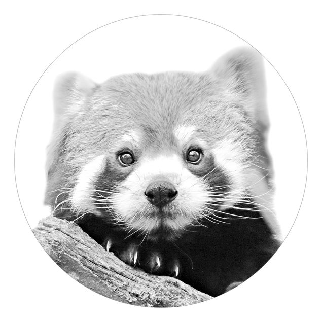 Fototapete kaufen Roter Panda in Schwarz-weiß