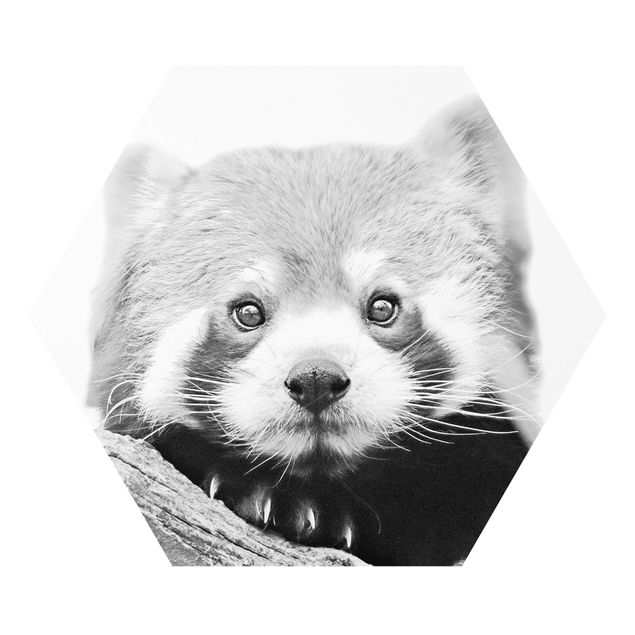 Foto auf Hartschaumplatte Roter Panda in Schwarz-weiß