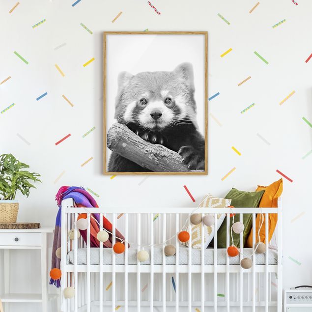 Wandbilder Pandas Roter Panda in Schwarz-weiß
