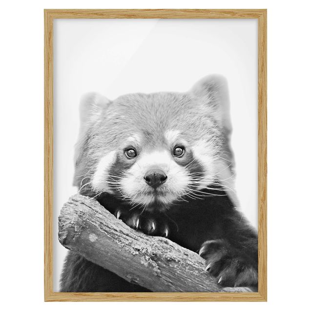 Gerahmte Bilder Tiere Roter Panda in Schwarz-weiß