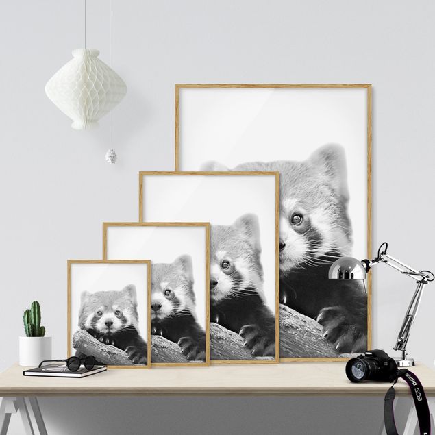 Wandbilder Modern Roter Panda in Schwarz-weiß