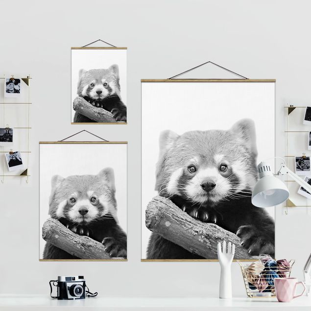 Monika Strigel Bilder Roter Panda in Schwarz-weiß