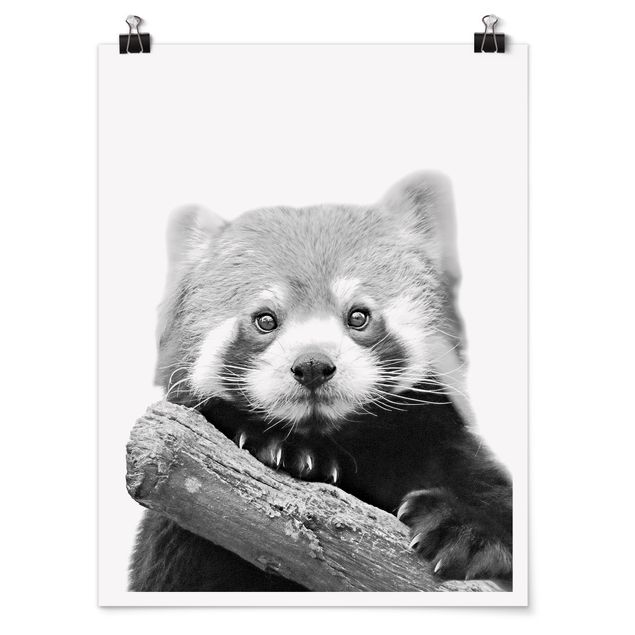 Poster Tiere Roter Panda in Schwarz-weiß