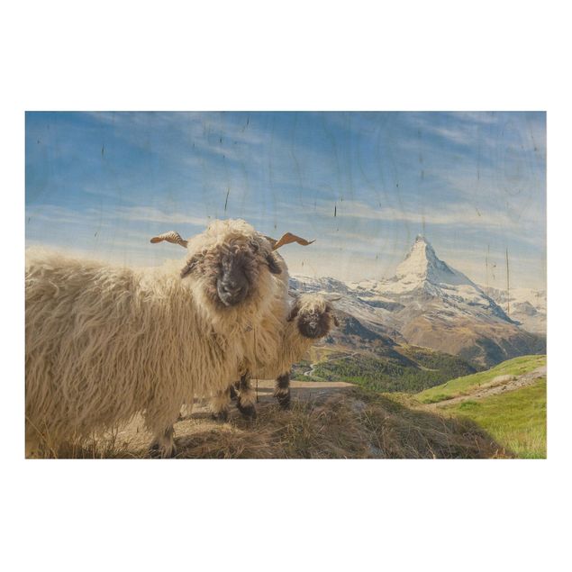 Holzbilder Landschaften Schwarznasenschafe von Zermatt