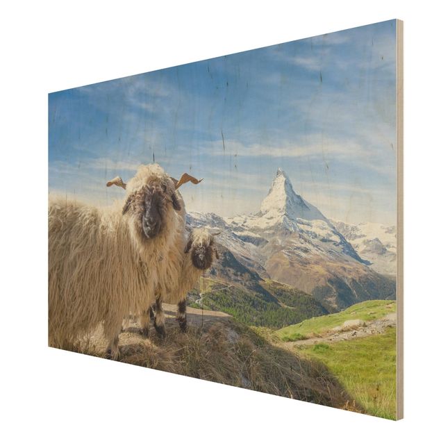 schöne Bilder Schwarznasenschafe von Zermatt
