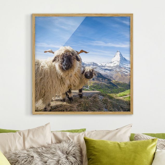 Wandbilder Schweiz Schwarznasenschafe von Zermatt