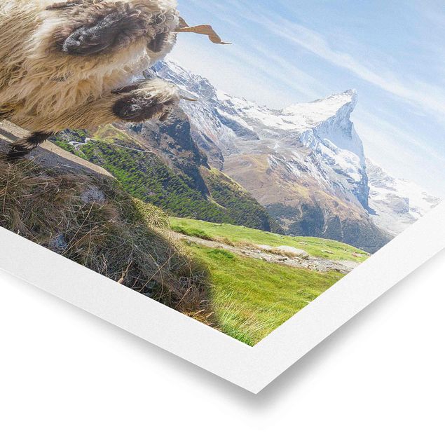 Poster Skylines Schwarznasenschafe von Zermatt