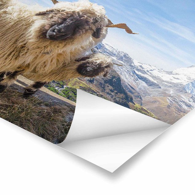 Poster Tiere Schwarznasenschafe von Zermatt