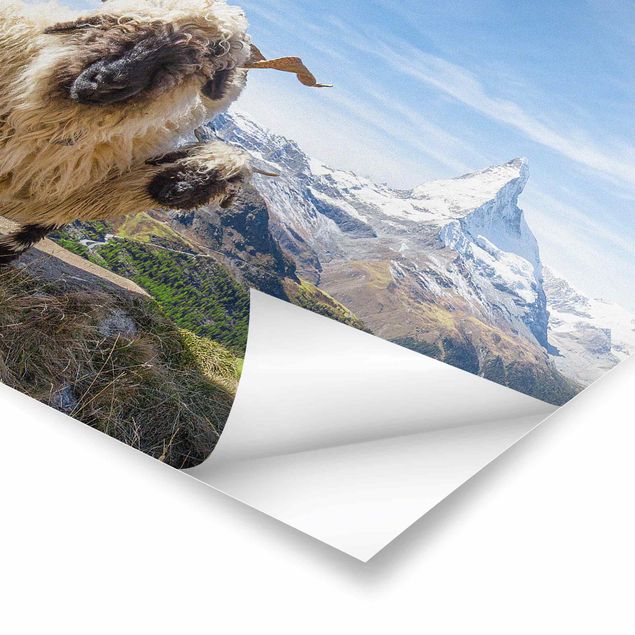 Tierposter Schwarznasenschafe von Zermatt