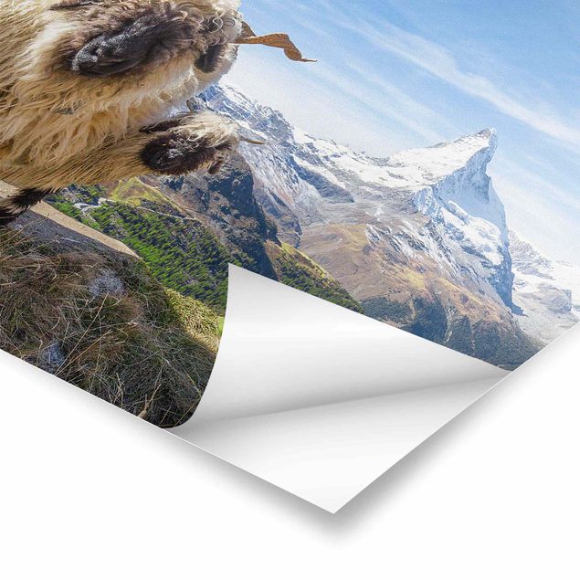 Poster Tiere Schwarznasenschafe von Zermatt