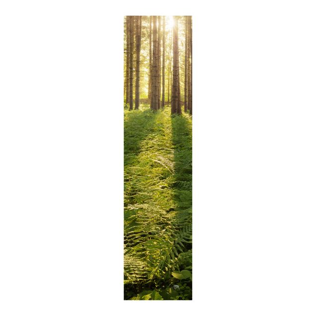 Schiebegardine Wald Sonnenstrahlen in grünem Wald