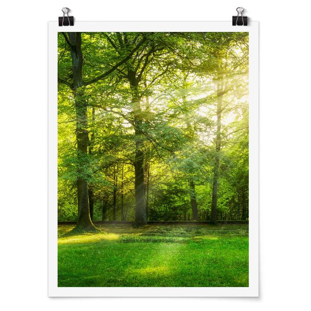 Natur Poster Spaziergang im Wald
