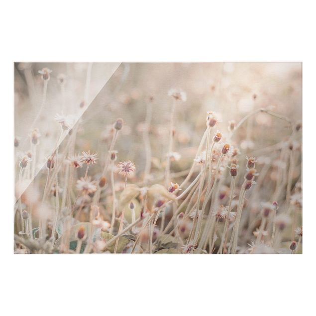 Bilder Strahlende Blumenwiese
