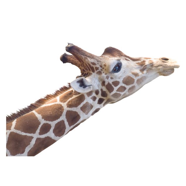 Fenstersticker Tiere suchende Giraffe