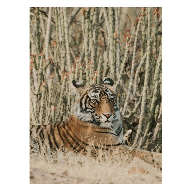 Wandbilder Modern Tiger vor Kakteen