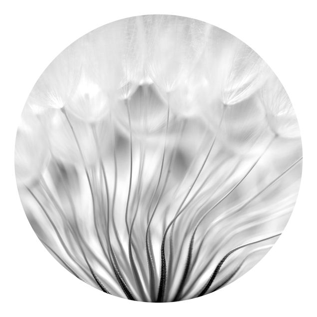 Tapete Landhausstil Traumhafte Pusteblume Schwarz-Weiß
