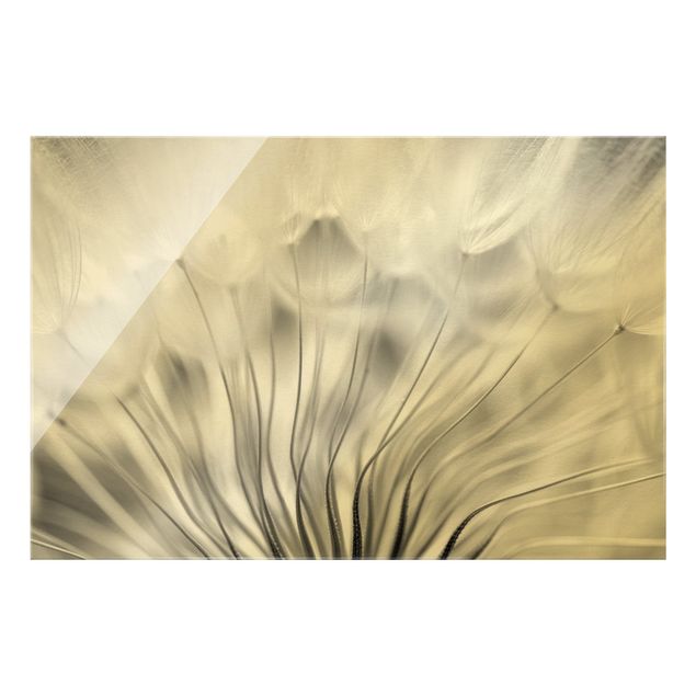 Wandbilder Floral Traumhafte Pusteblume Schwarz-Weiß