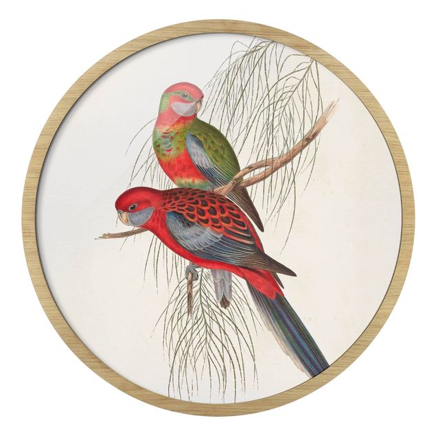 Wandbilder Rot Tropische Papageien III