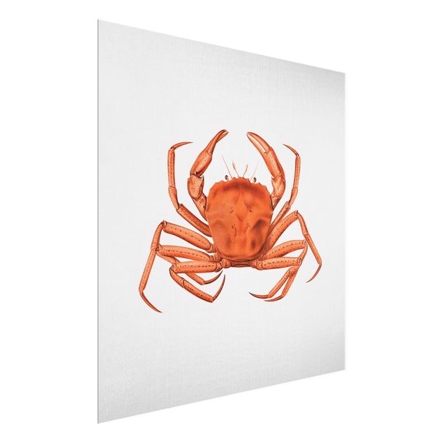 Wandbilder Meer Vintage Illustration Rote Krabbe