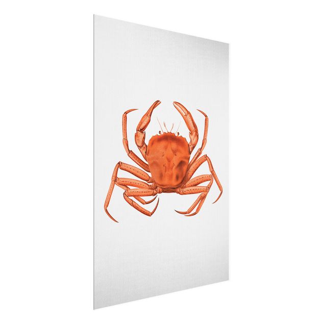 Wandbilder Meer Vintage Illustration Rote Krabbe