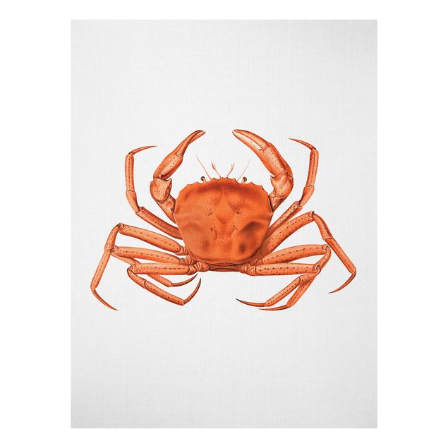 Glasbilder Strand und Meer Vintage Illustration Rote Krabbe