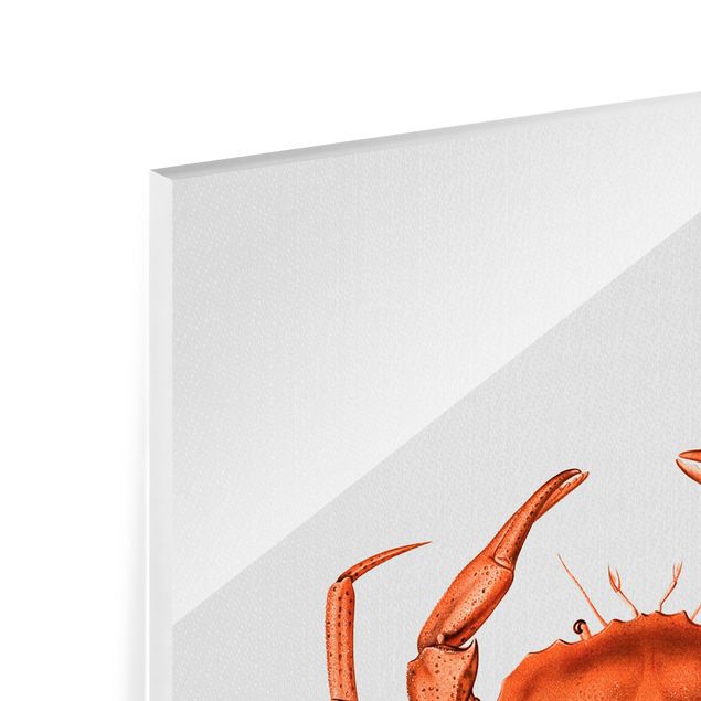 Glasbilder Tiere Vintage Illustration Rote Krabbe