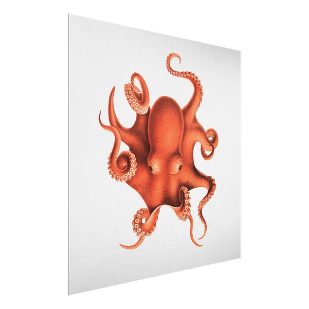 Wandbilder Meer Vintage Illustration Roter Oktopus
