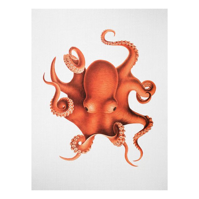 Glasbild Meer Vintage Illustration Roter Oktopus