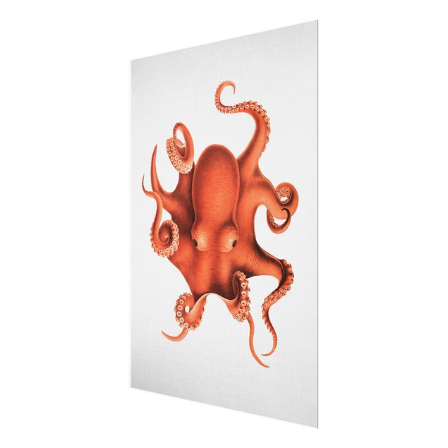Wandbilder Glas Natur Vintage Illustration Roter Oktopus