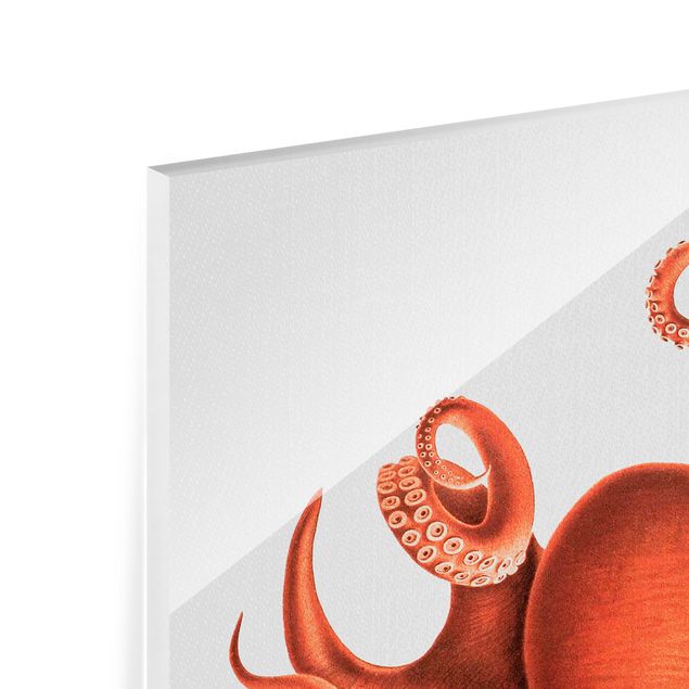 Glasbilder Tiere Vintage Illustration Roter Oktopus