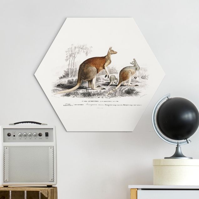 Wandbilder Australien Vintage Lehrtafel Känguruh