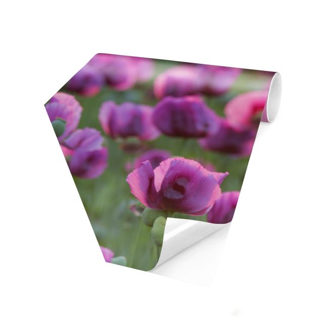 Hexagon Tapete Violette Schlafmohn Blumenwiese im Frühling
