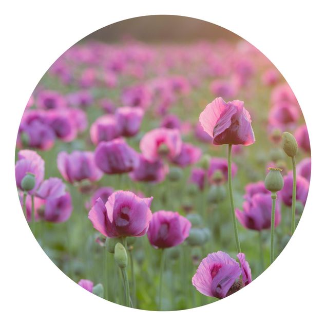 Blumentapete Violette Schlafmohn Blumenwiese im Frühling