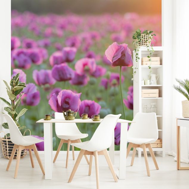 Mohnblumen Tapete Violette Schlafmohn Blumenwiese im Frühling