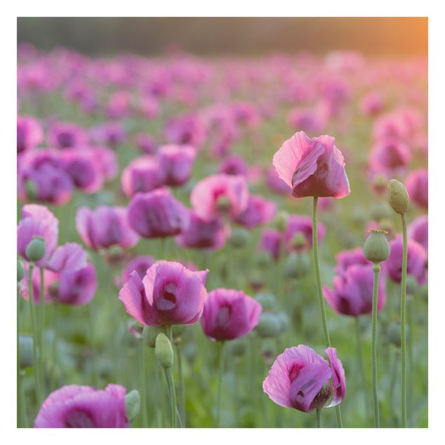 Fototapete kaufen Violette Schlafmohn Blumenwiese im Frühling