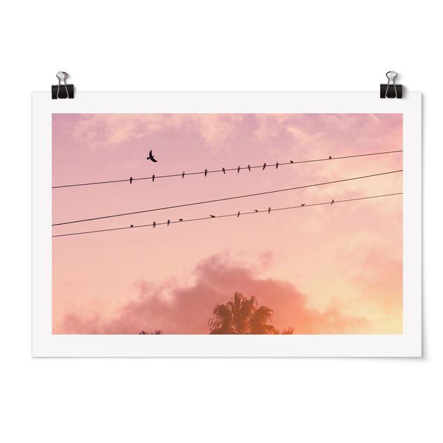 Tiere Poster Vögel auf der Stromleitung