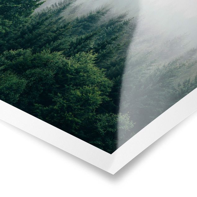Wandbilder Modern Wald im Nebel Dämmerung