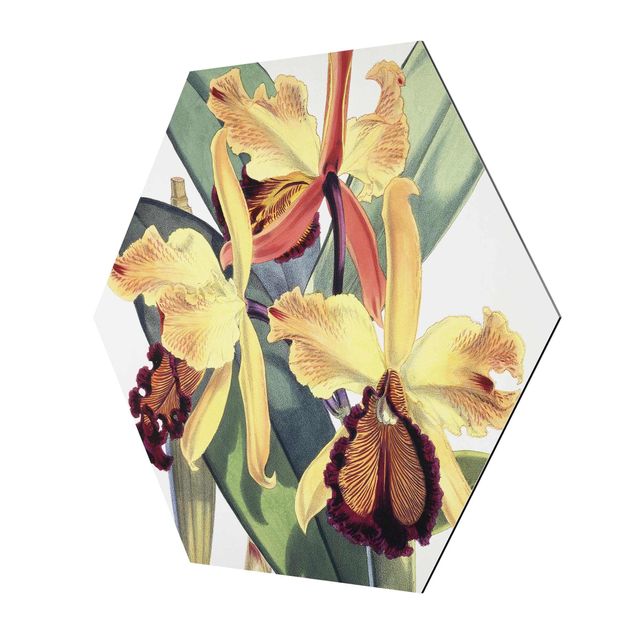 Wandbilder Gelb Walter Hood Fitch - Orchidee