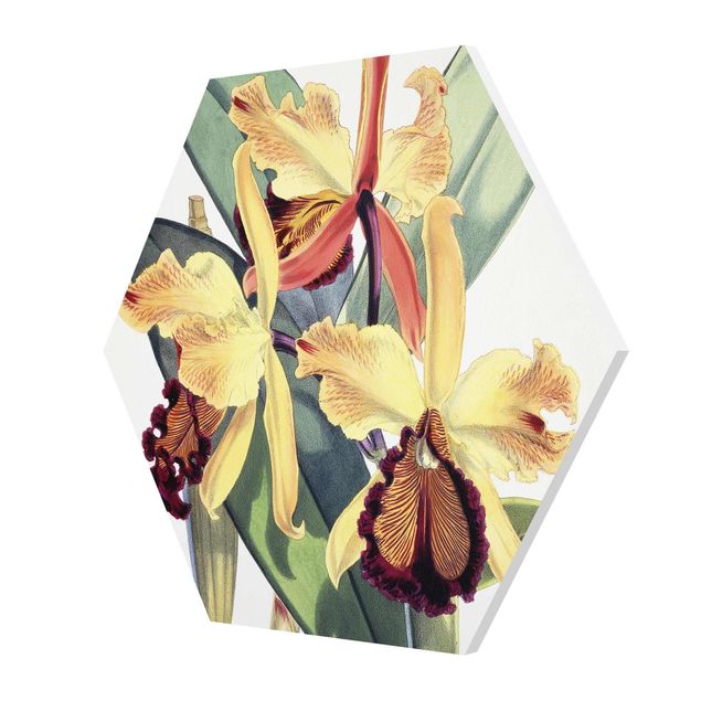 Bilder auf Hartschaumplatte Walter Hood Fitch - Orchidee