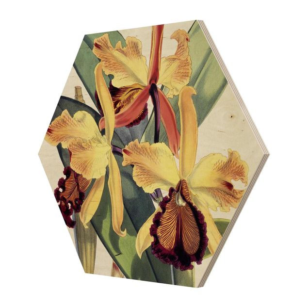 Wandbilder Gelb Walter Hood Fitch - Orchidee