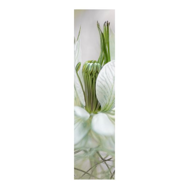 Schiebegardinen Blumen Weiße Nigella