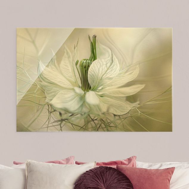 Glasbilder Blumen Weiße Nigella