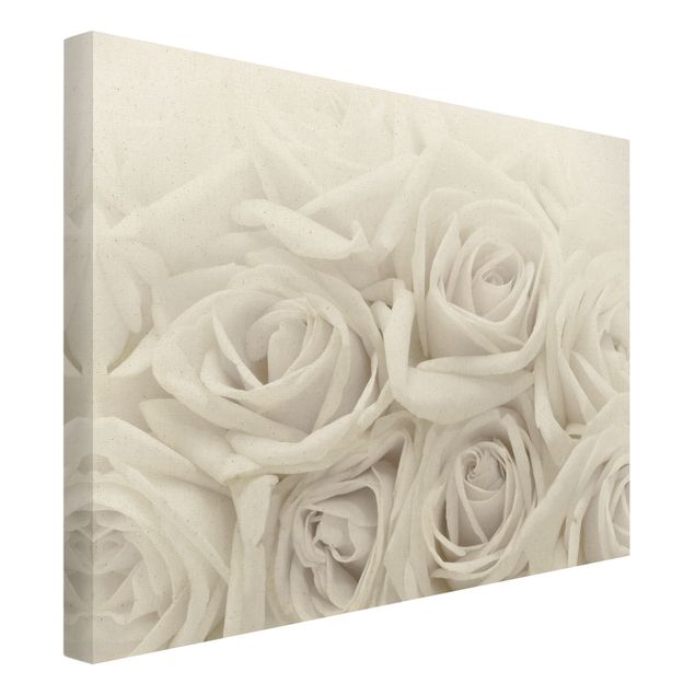 schöne Bilder Weiße Rosen