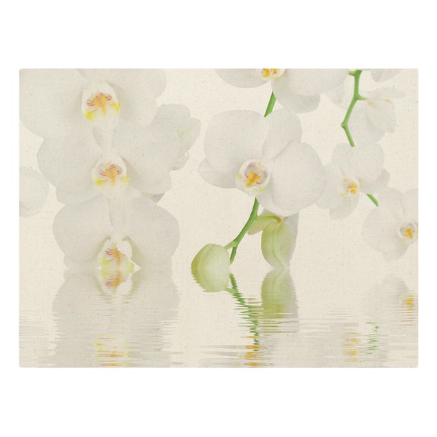 Wandbilder Floral Wellness Orchidee - Weiße Orchidee